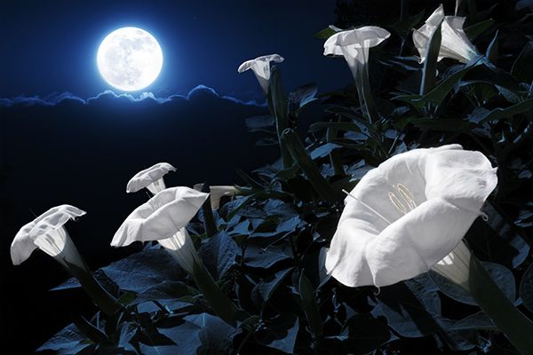 FullMoon Wheel textpic_600x400 3.jpg